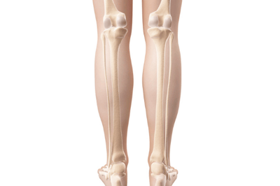 lower leg bones